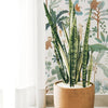 Organisch vloerverzorgde planten in terracotta pot tegen kleurrijk junglebehang met kindvriendelijk palm- en dierenthema. - Default Title - Yatsuni Wild | Lilipinso - behang, jungle, kinderkamer, kinderkamer behang, lilipinso, palm, vliesbehang, Yatsuni - Casa Mini