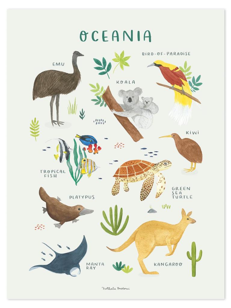 Kinderkamerposter Oceanië met kleurrijke, organische illustraties van dieren zoals kangoeroe, koala, schildpad en. - Poster Oceanië | Lilipinso - Default Title - kinderkamer, lilipinso, living earth, Oceanië, Zuid Amerika - Casa Mini