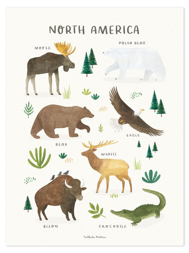 Organisch ontworpen, kindvriendelijke poster voor kinderkamer met illustraties van Noord-Amerikaanse dieren zoals eland,. - Poster Noord Amerika | Lilipinso - Default Title - bloemen en bladeren, kinderkamer, lilipinso, living earth, Noord Amerika - Casa Mini