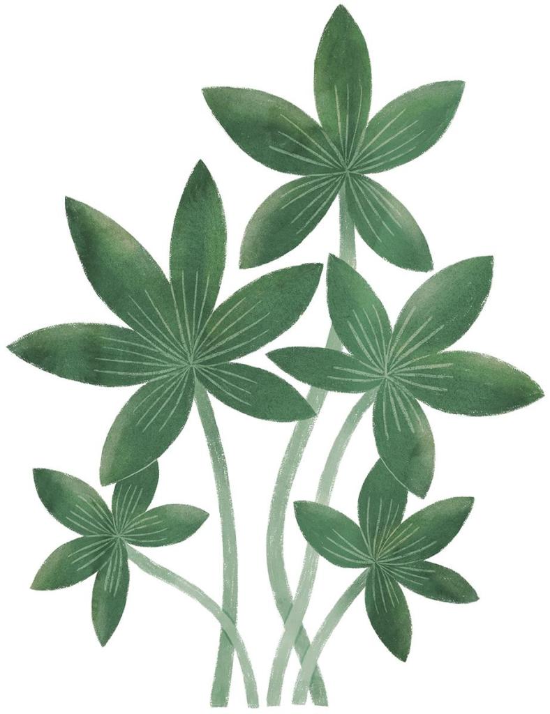 Groene organische bladeren muursticker met vijf natuurlijke bladeren, veilig en kindvriendelijk voor kinderkamer en. - Default Title - Muursticker | Yatsuni Tropical XL - bloemen en bladeren, kinderkamer, lilipinso, Muursticker, Yatsuni - Casa Mini